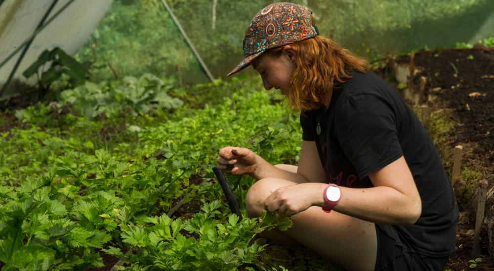 student bent down looking at plants on the ground