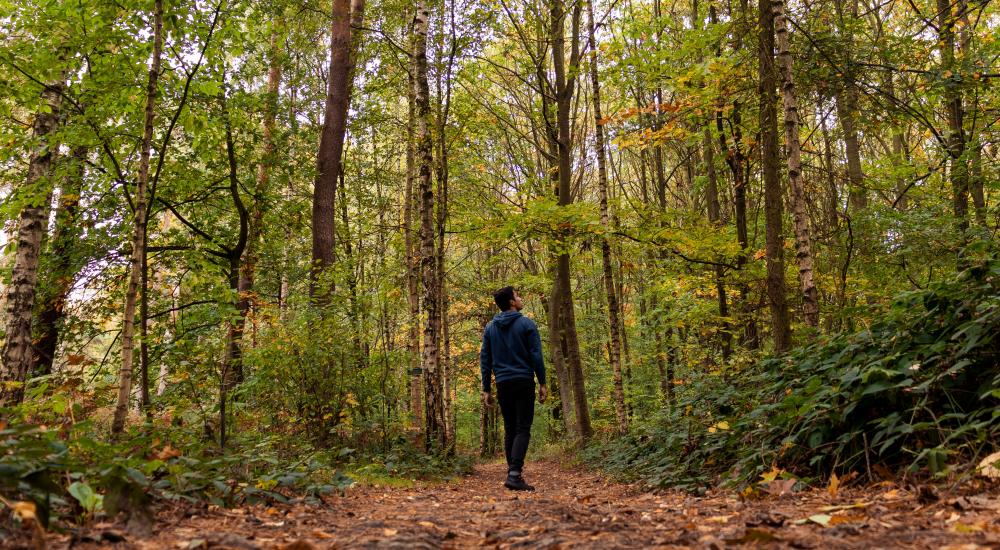 Person on a trail in the woods