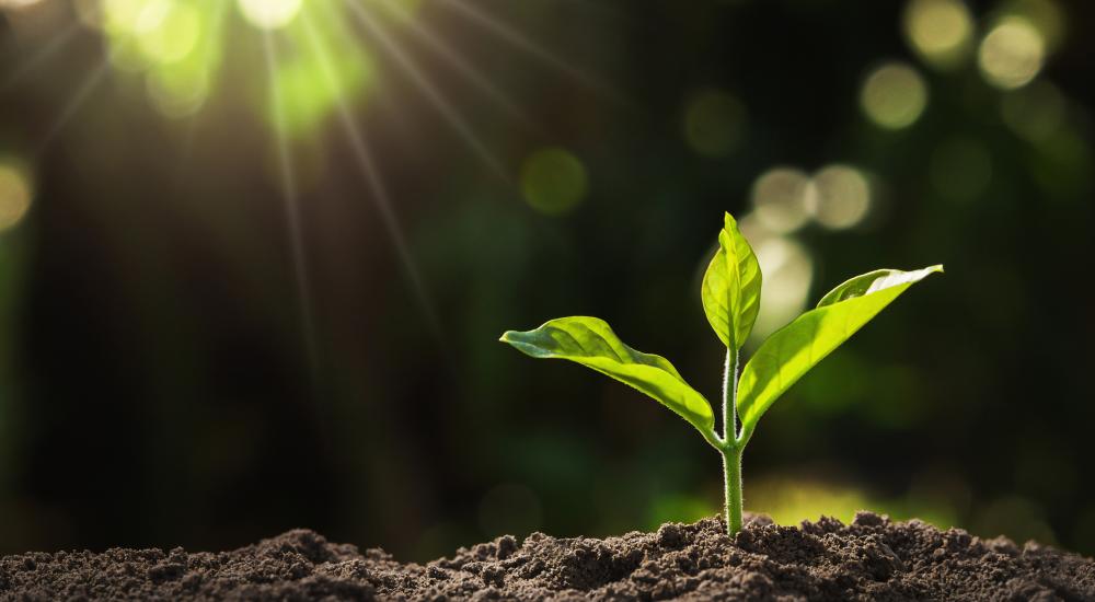 Photo of a young plant in dirt with sun shining 