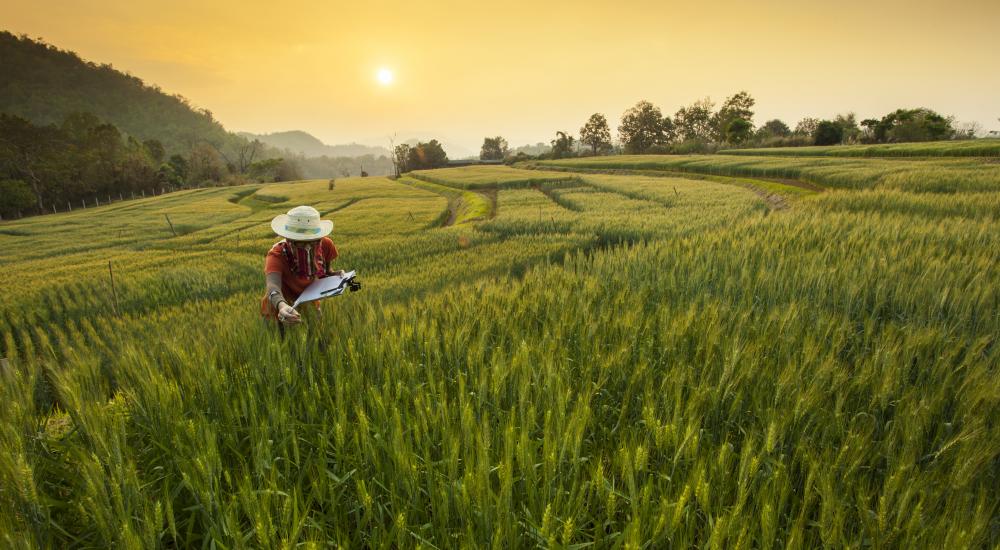 A researcher in a field