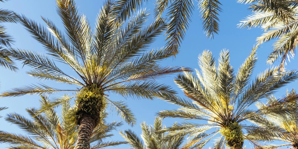 photograph of palm trees