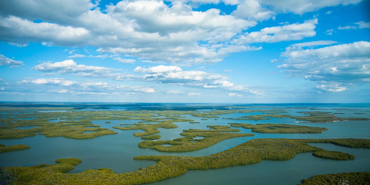 photograph of Florida Everglades