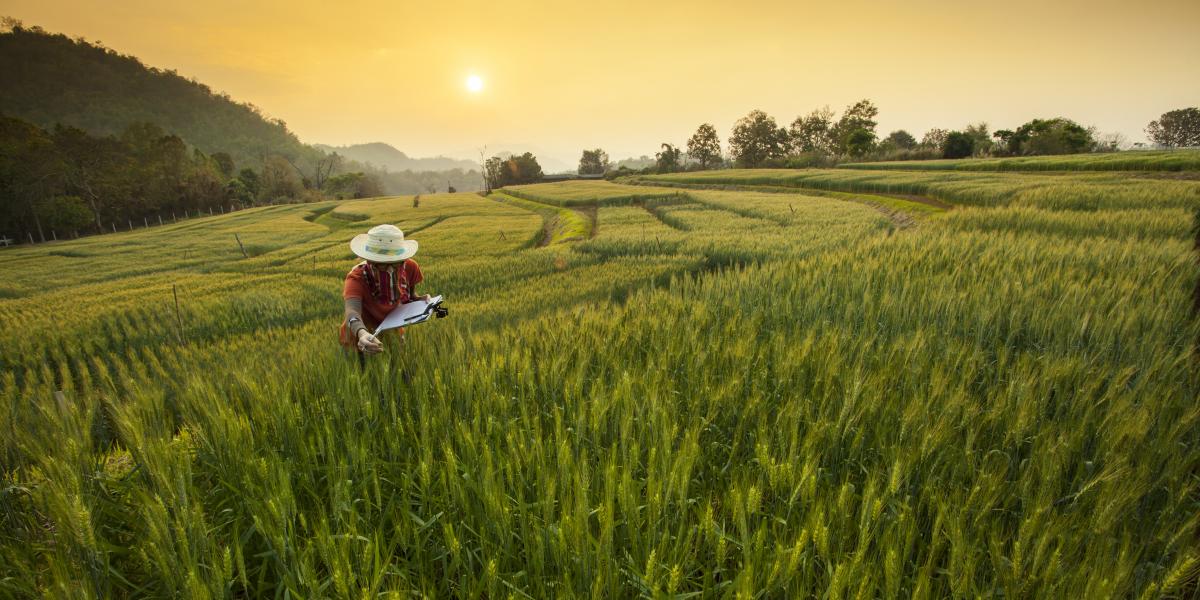 A researcher in a field