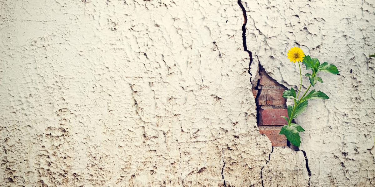 Photo of a flower growing out of a crack in a wall