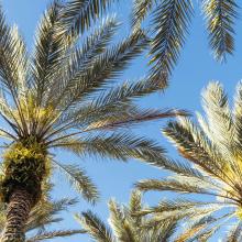 photograph of palm trees