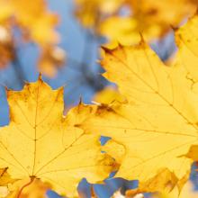 photograph of yellow leaves on branches against blue sky
