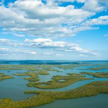 photograph of Florida Everglades