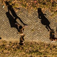 students walking across a campus