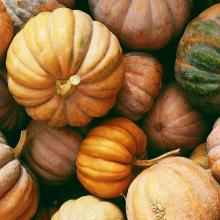 closeup of pumpkins of different sizes and colors