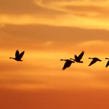 Birds flying against a sunset