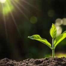 Photo of a young plant in dirt with sun shining 